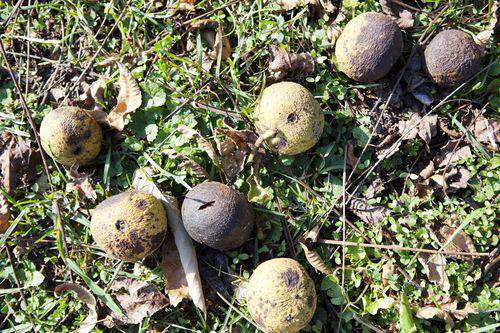 assorted black walnuts