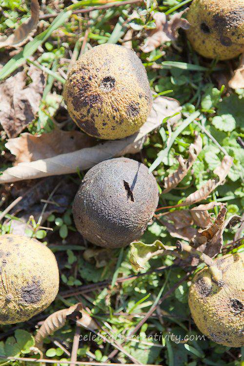 black walnuts on the ground