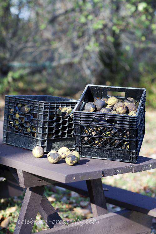 Black walnut crates