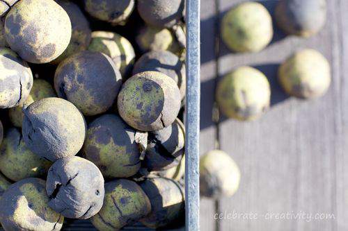 Black walnuts on the table