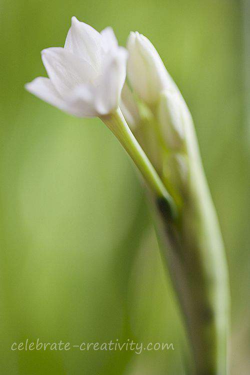 paperwhite bloom