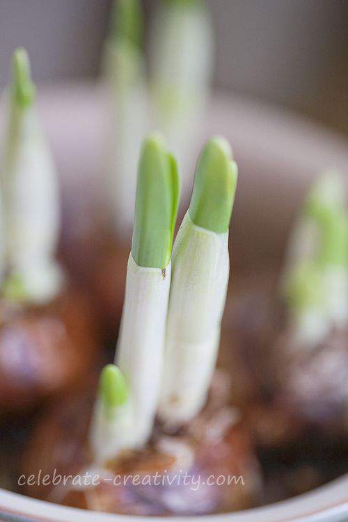 paperwhites growth