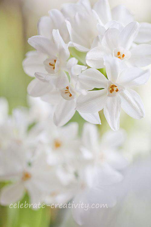 Paperwhites