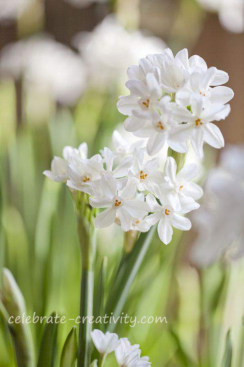 Paperwhite blooms