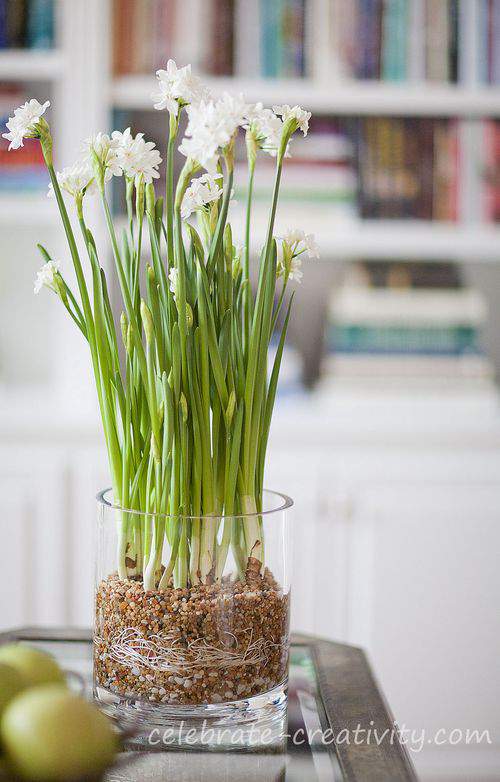 Paperwhites in glass vase