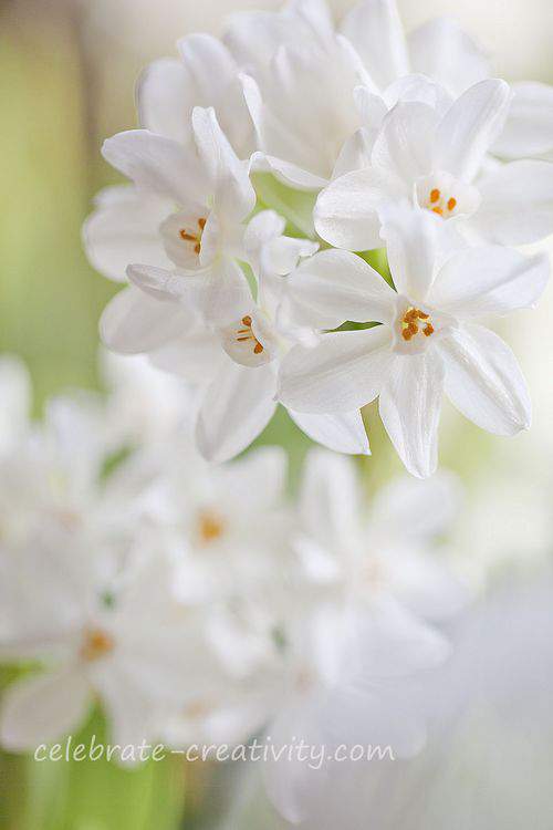 pretty Paperwhite blooms