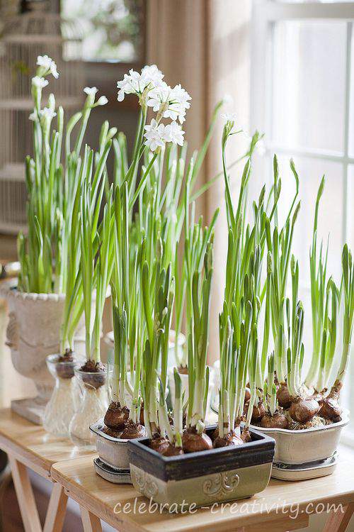 Paperwhites: Growing Paperwhite Flowers Indoors & Outdoors