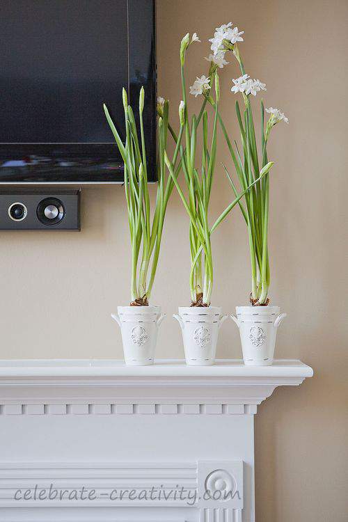 Paperwhites on the fireplace 