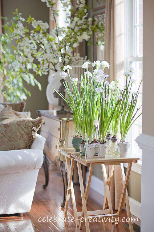 paperwhites group