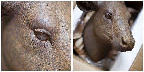 heifer head shots