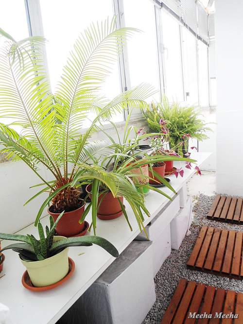 Meeha Meeha Spring Plant Balcony
