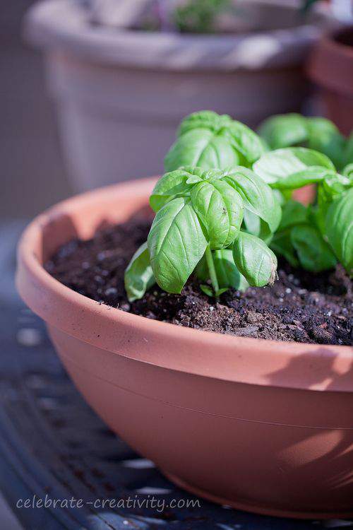 Basil in pot