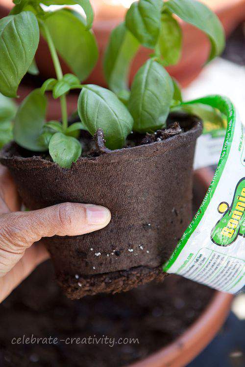 Basil peat pot