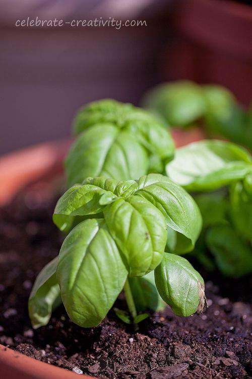 Basil leaves