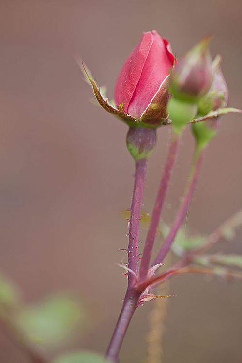 rose bud