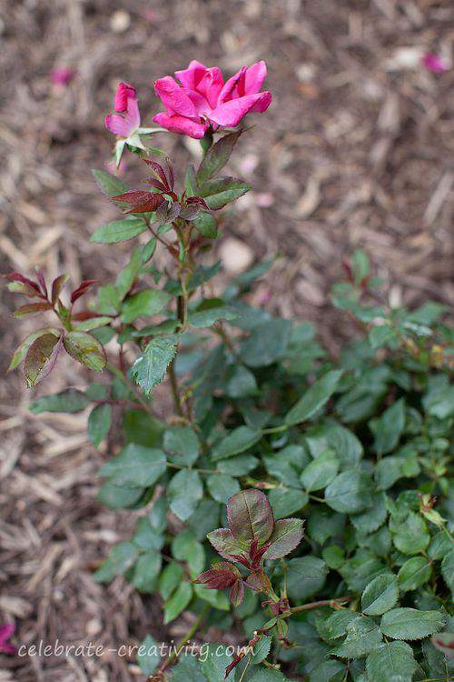 Knockout rose bloom