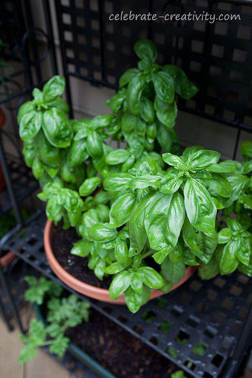 pesto pot