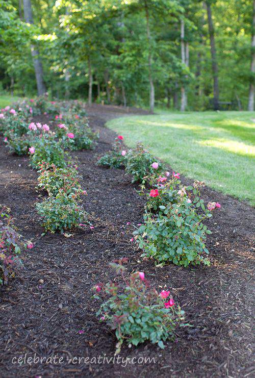 Rose bed