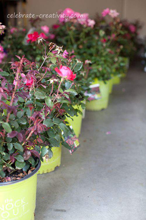 Knockout rose pots