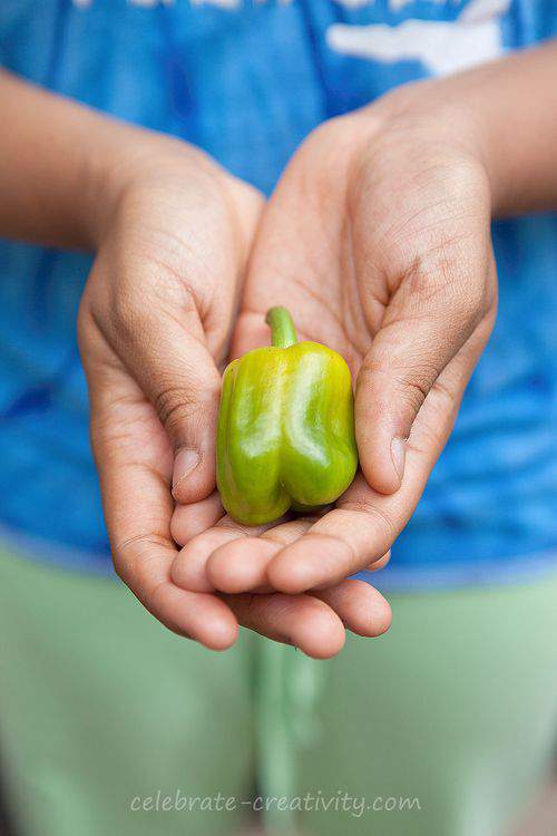 green pepper