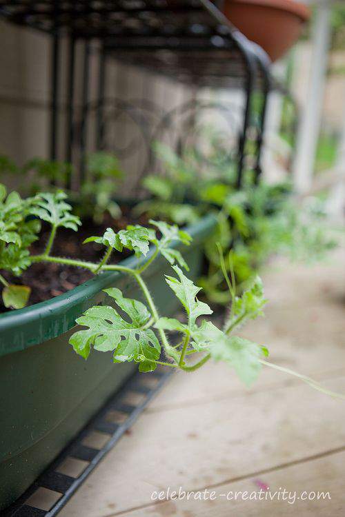 Blog-container-garden-watermelon