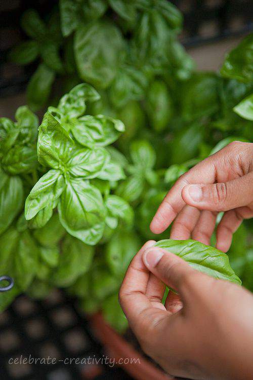 Blog-pizza-basil-picking