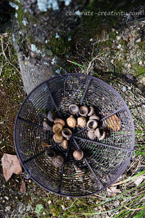 Collecting acorn caps