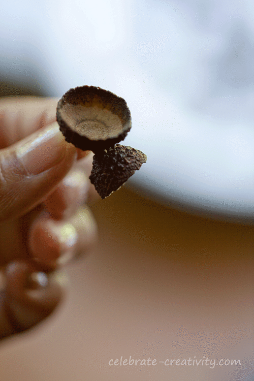 acorn cap cup