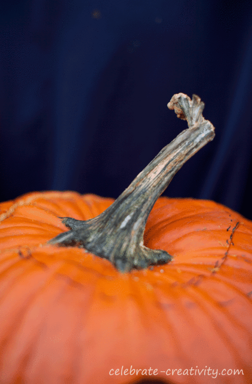 Pumpkin-stem