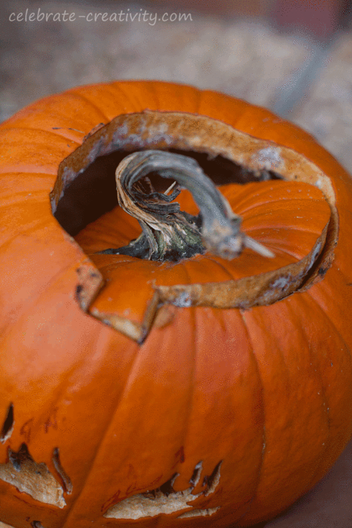 How to Dry Pumpkin Stems Celebrate Creativity