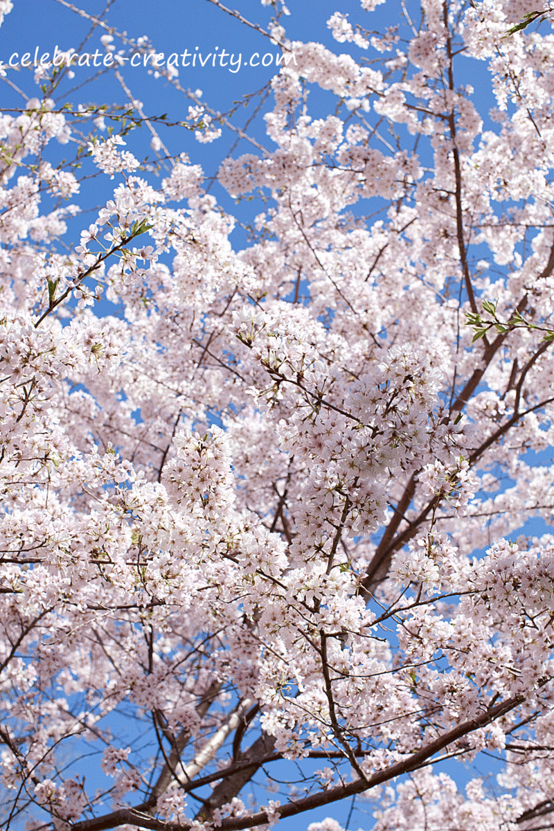 Cherry-blossom-trees