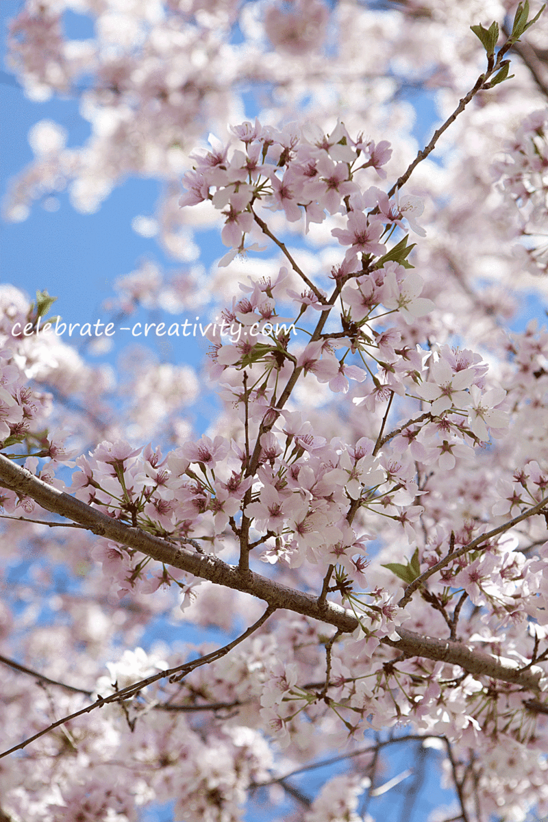 Cherry-blossom-blooms