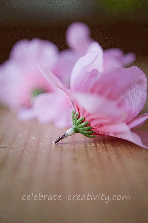 Cherry-blossom-bloom