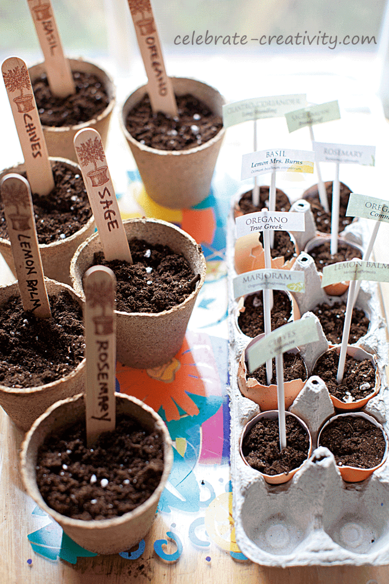 Seedlings-window2