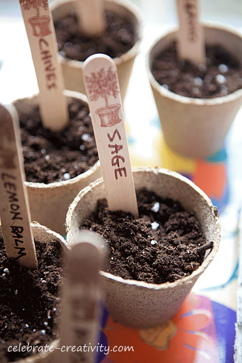 Seedlings-cups