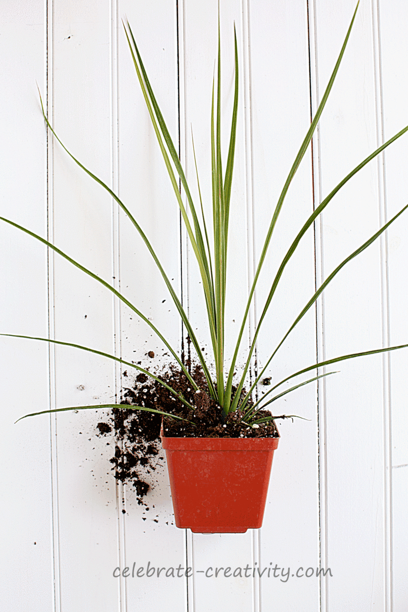 Flower-pots-spikes