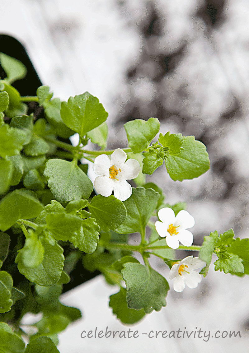 Flower-pots-bacoba2