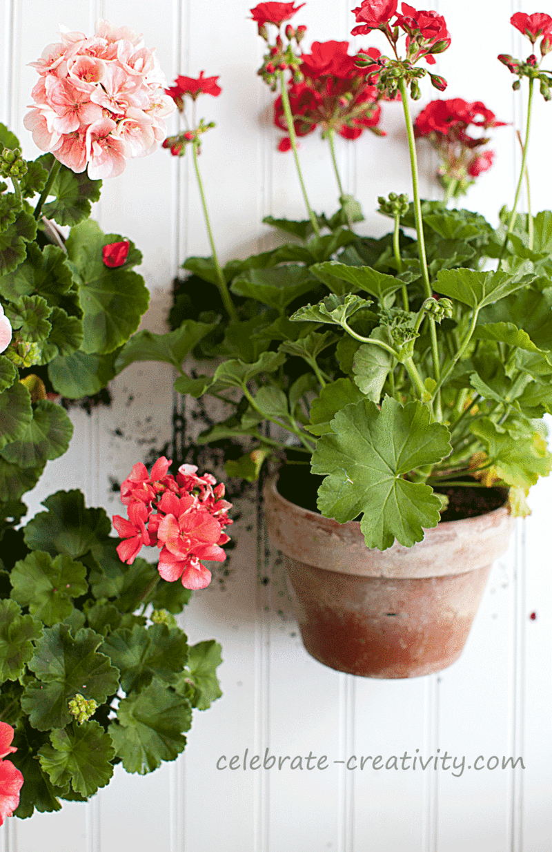 Flower-pots-geraniums