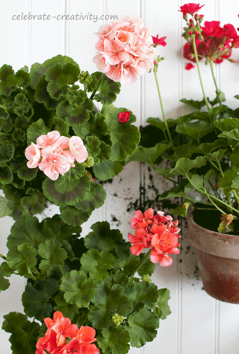 Flower-pots-geraniums2