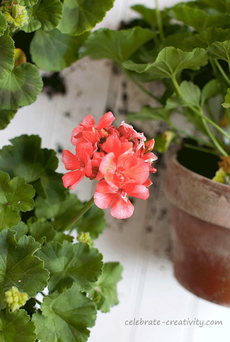 Flower-pots-geraniums5