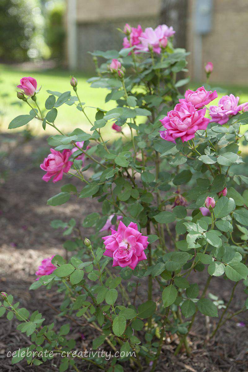 Deer fence pink roses