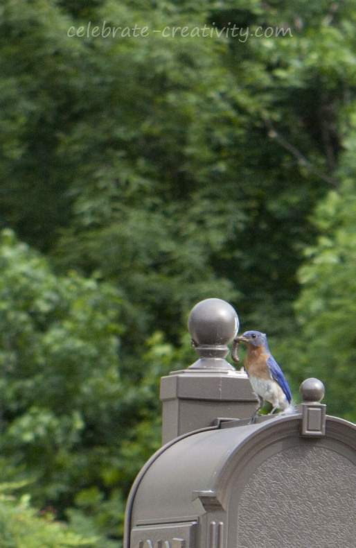 Mama bluebird2