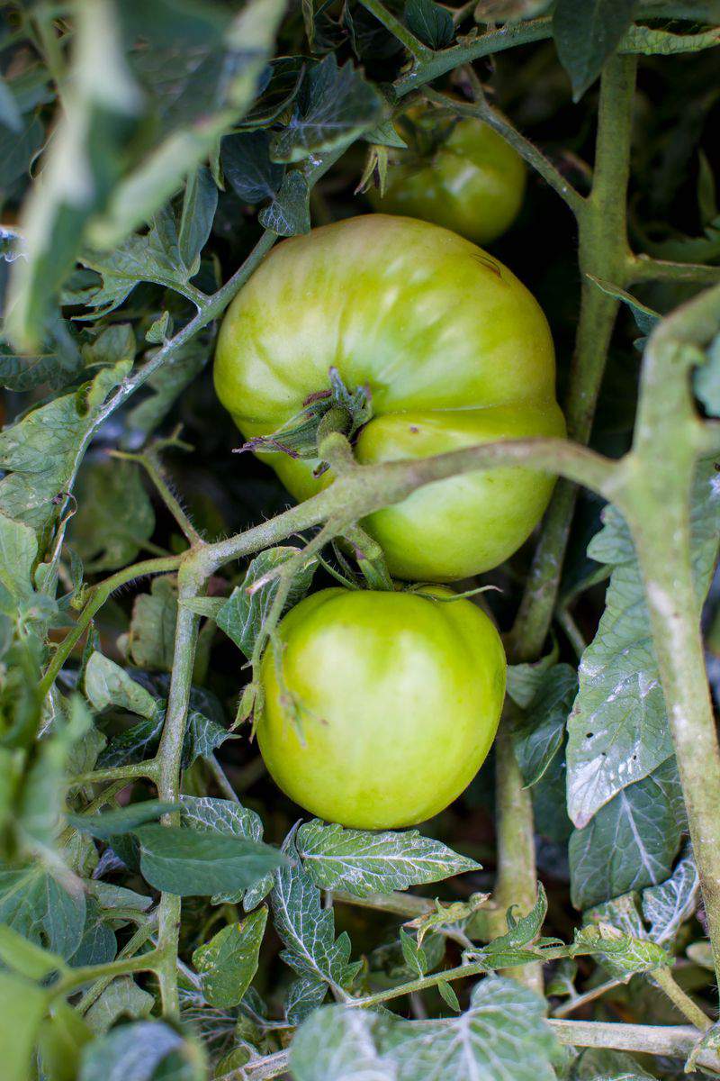 Fried green tomatos vine