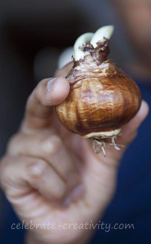 Time to Plant Paperwhites