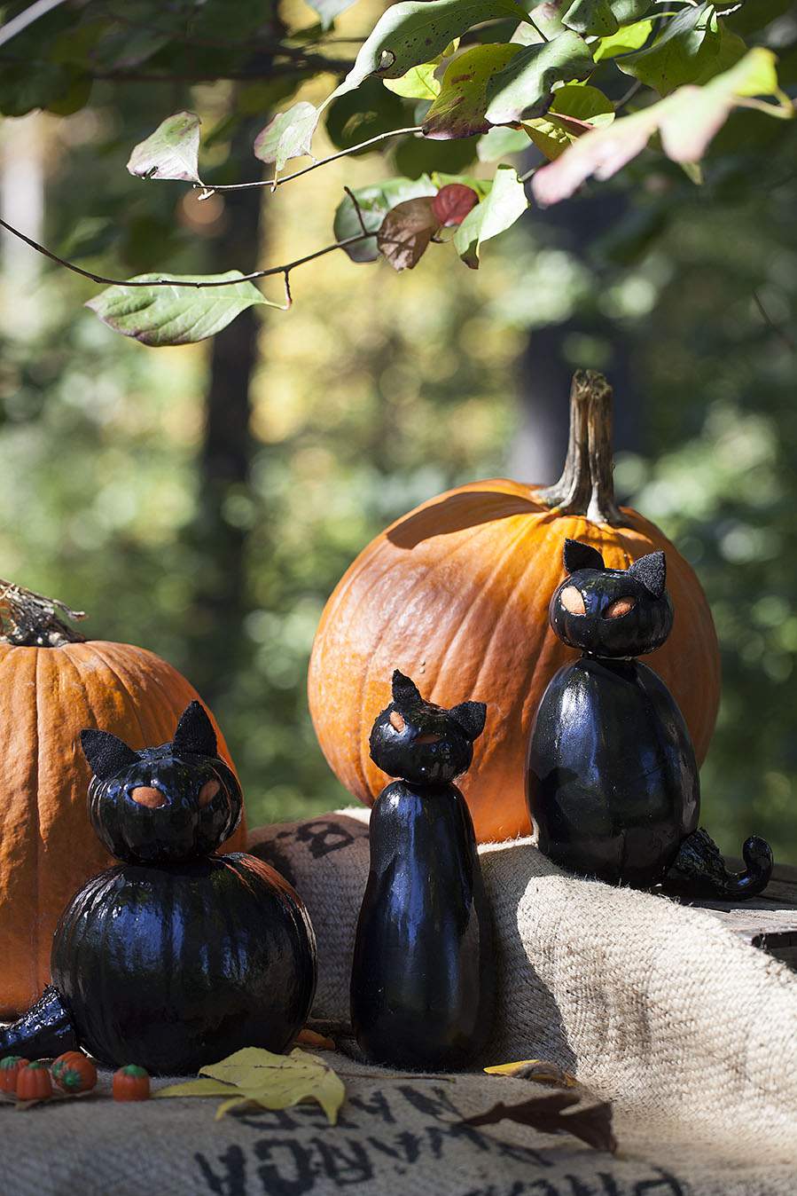 cat pumpkin designs