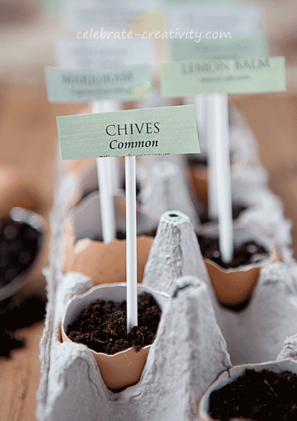 Sowing Herb Seeds The Green Thumb Series