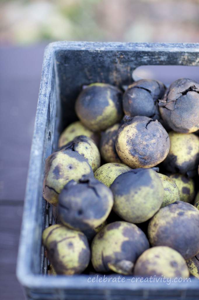 black walnut haul