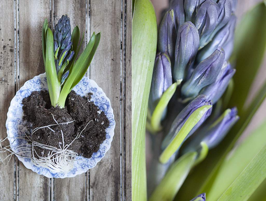 hyacinth side by side