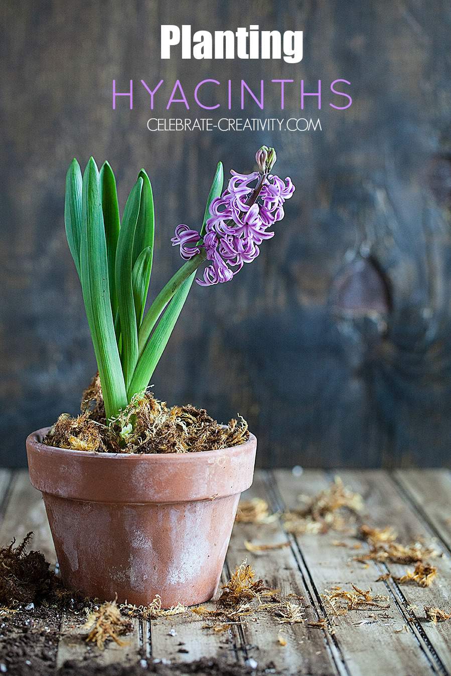 Planting Hyacinths