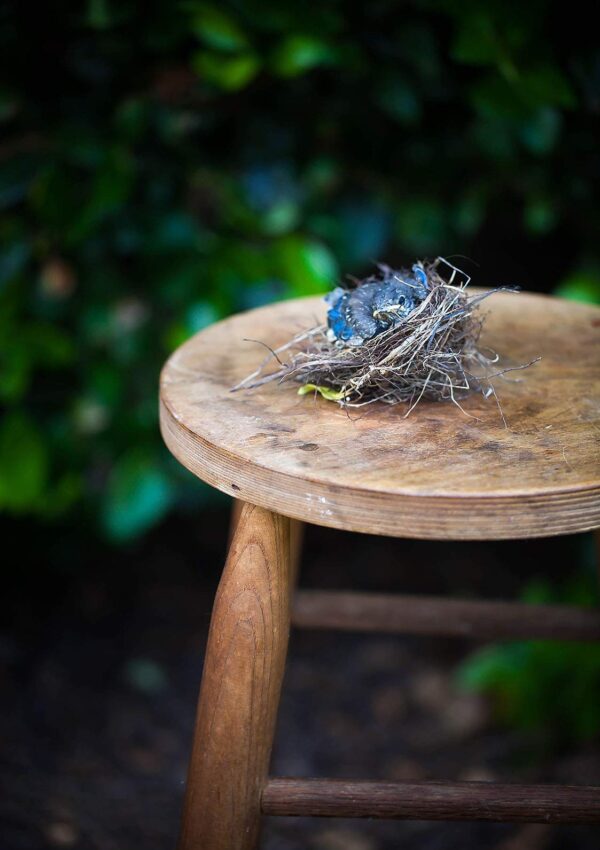 baby bluebird